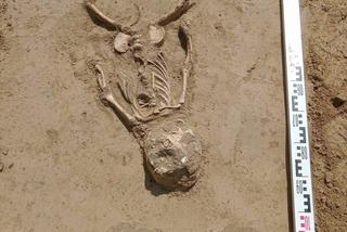 Na turystów w Kazimierzu patrzyła naga ludzka czaszka. Kim było to dziecko?