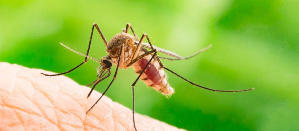 5 sposobów na komary
