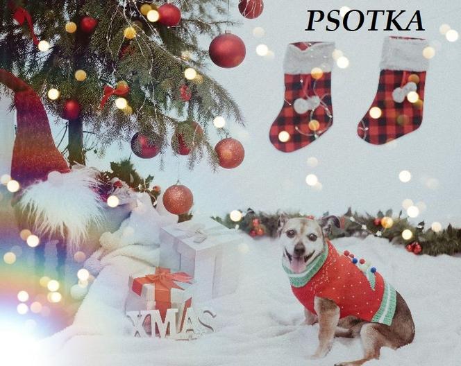 Bezdomne zwierzaki ze schroniska w Henrykowie przed obiektywem 