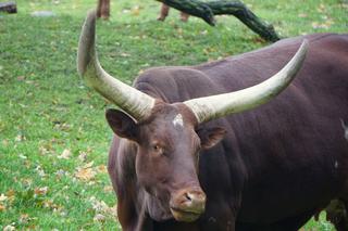 Wrocławskie zoo szuka imienia dla krowy z największymi rogami na świecie