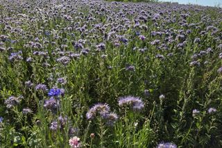 Łąki kwietne na Podkarpaciu