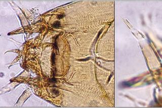 Naukowcy z UŁ odkryli nowe gatunki owadów