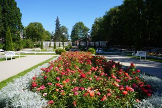 Ogród Rożany w Białymstoku w pełnym rozkwicie