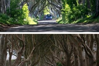 The Dark Hedges w Irlandii Północnej 