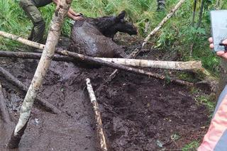 Los po uszy w bagnie