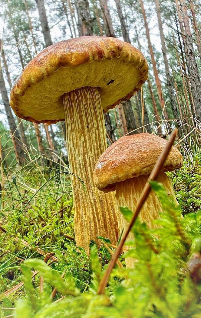 Borowik amerykański czyli złotak wysmukły