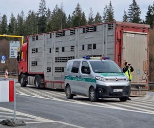 Transporty żywych zwierząt pod kontrolą.  Małopolska broni się przed pryszczycą!