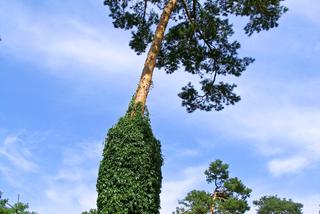 Sosna pospolita - Pinus sylvestris