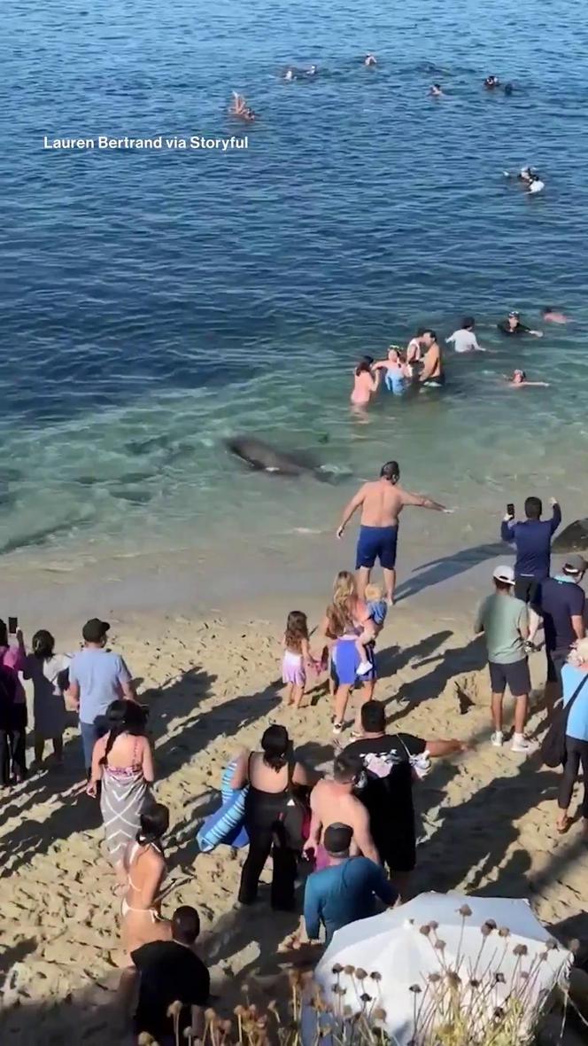 Lew morski rzucił się na tłum plażowiczów! Wideo przeraża