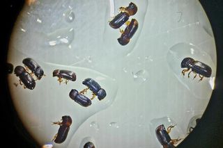 Leśnicy wyłapują groźne owady