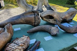 Wykopaliska słonia leśnego