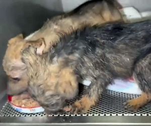 Porzucone szczeniaki w pudełku znalezione w środku lasu