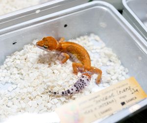 Targi egzotyki w Katowicach