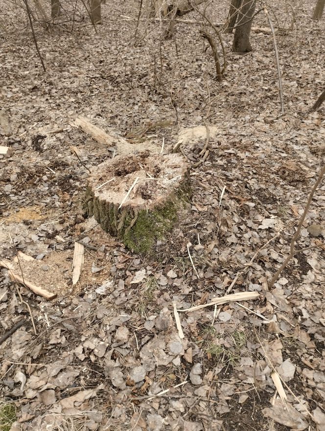 Dewastacja na terenie Doliny Lipinki w Świętochłowicach. Wycinają drzewa, niszczą tablice