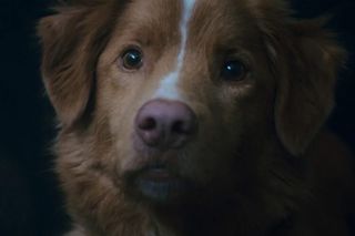 Ten film strzaska wasze serca, ale czy sprawdza się jako horror? Oceniamy film Good boy