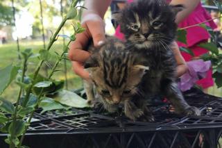 Święcili zwierzęta w Mikstacie!