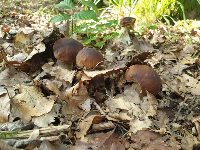 Grzyby już wychodzą z lasu