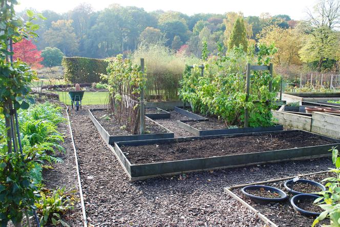 Warzywnik Katarzyna Bellingham