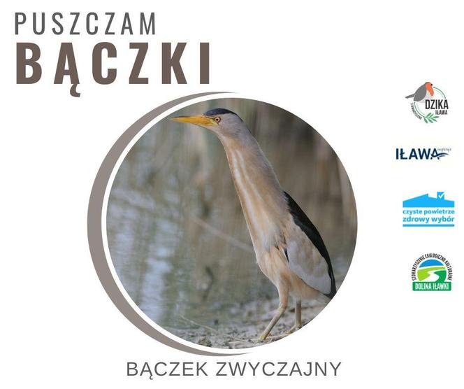 Żabie Uroczysko w Iławie