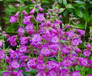 Penstemon 