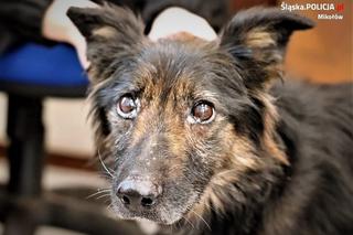 Orzesze: Opiekunowie zgotowali Fionce piekło. Wystające kości przebiły jej skórę! Serce pęka