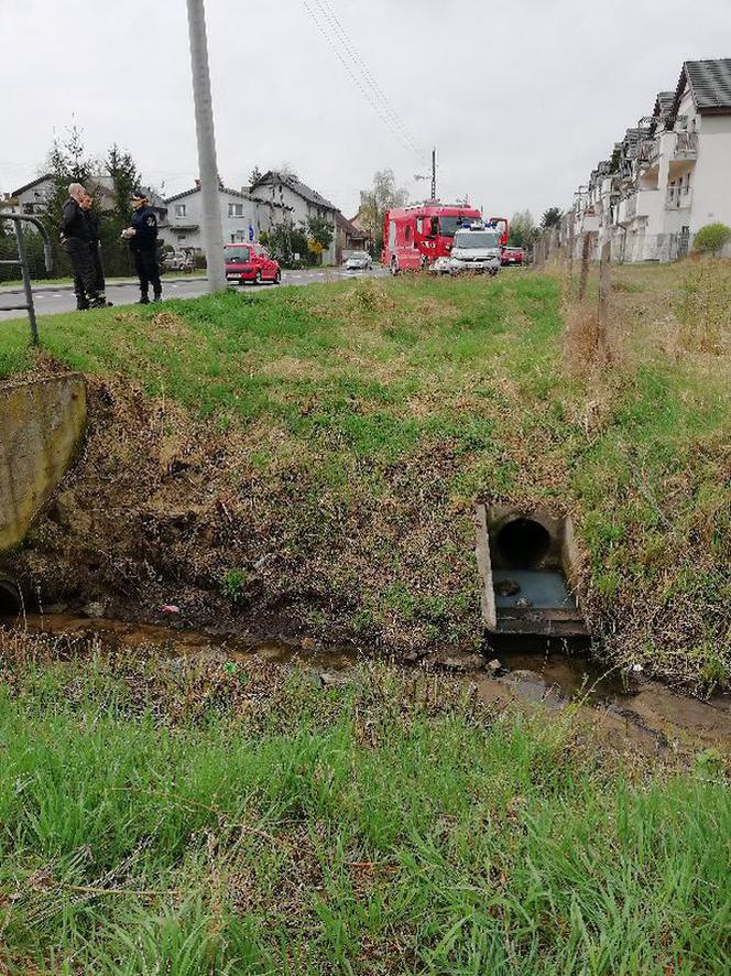 Poznań: Fekalia w strumyku Krzyżanka? Znalezienie sprawcy będzie trudne [ZDJĘCIA]