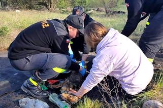 Fart wtopił się w asfalt