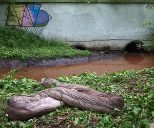 Zanieczyszczona chemikaliami rzeka Brynica po pożarze w Siemianowicach Śląskich