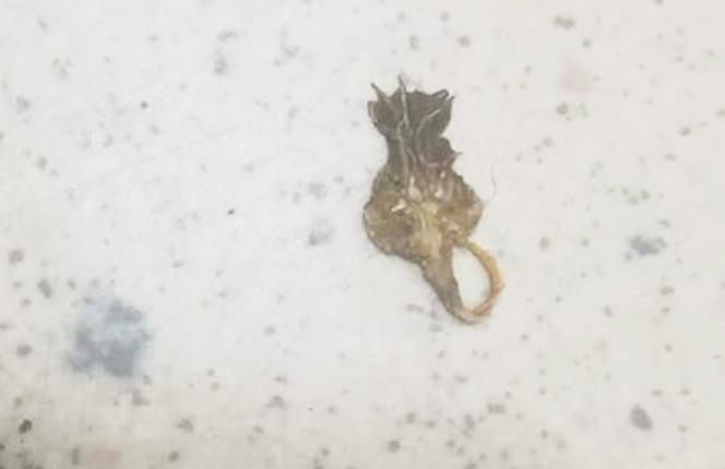 Skorpion zaatakował klienta w Biedronce