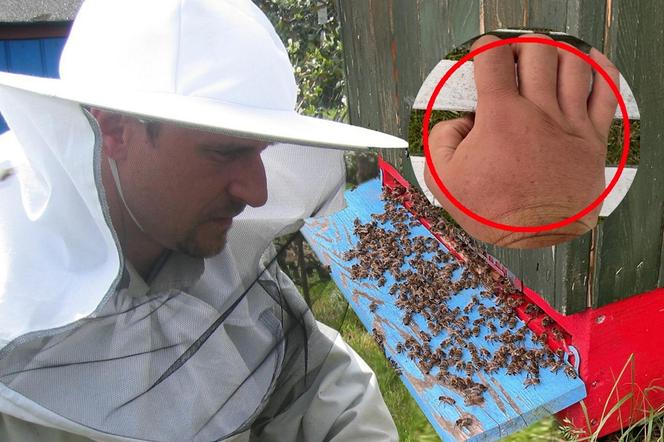 Pawła Kukiza pożądliły pszczoły 