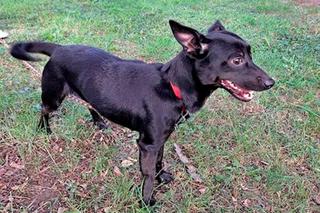 Daria zamknęła psa w mieszkaniu i wyjechała. Teraz Daisy ma nowy dom