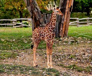 Mała żyrafa ze Śląskiego Zoo ma już imię. Znamy wyniki głosowania