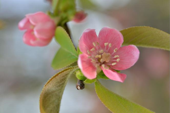 Pigwowiec chiński - Chaenomeles sinensis