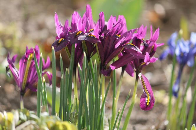 Kosaciec żyłkowany (Iris reticulata)