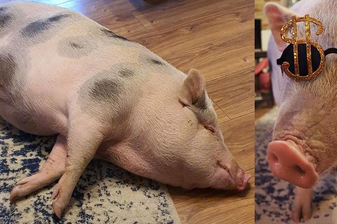 Jak hodować świnie w domu 