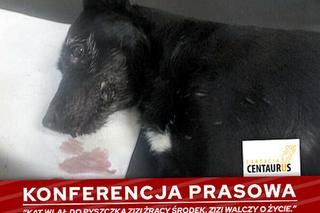 Wrocław. Wlał psu do pyska żrący środek. Pilnie szuka go policja