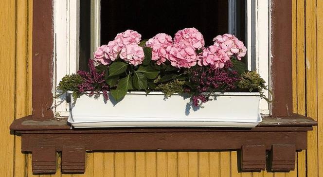 Hortensje - kwiaty w skrzynkach
