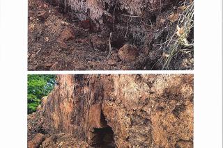 Niesamowite odkrycie podczas prac rewitalizacyjnych na zamku w Lanckoronie