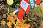 Grzybowe święto w Lublinie. Plac Litewski zamienił się w las pełen grzybów.
