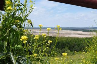 Największa pustynia w Polsce leży w Małopolsce. Odwiedza ją tysiące turystów [GALERIA]