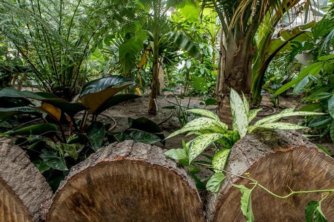 Pawilon lasu deszczowego w Śląskim Ogrodzie Zoologicznym w Chorzowie