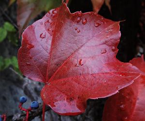 Oxblood, czyli krwista czerwień