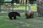 Akcent ZOO. Niedźwiedzica Jola zmarła po chorobie