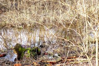 Dziki Stary Staw w pobliżu parku