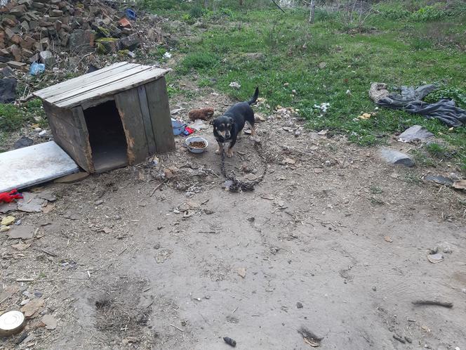 Jak przekazać 1 proc. podatku ? Towarzystwo Opieki nad Zwierzętami prosi o pomoc