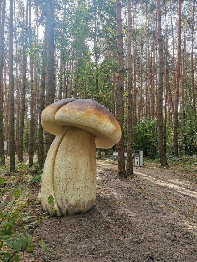 Olbrzymie modele grzybów w gminie Chmielnik