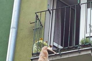 Pies uwięziony w barierce balkonu