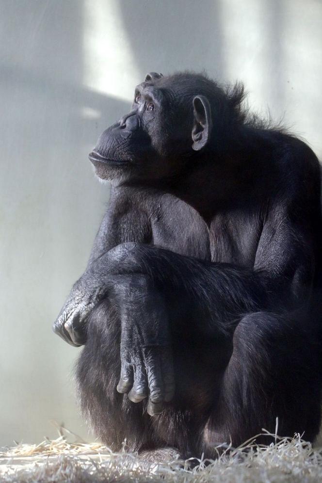 Żałoba w gdańskim ZOO odeszła szympansica Kasia