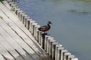 Lipcowy spacer po Parku Ludowym w Lublinie. Trudno znaleźć piękniejsze miejsce! ZDJĘCIA