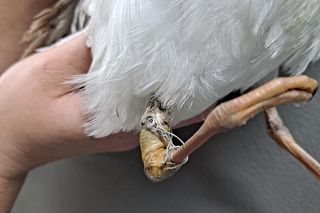 Śmierć w żyłce. Warszawskie ptaki giną przez śmieci wędkarzy.